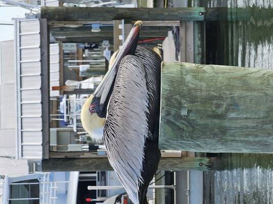 Dauphin Island Marina