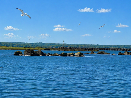 Harbor Point South Marina
